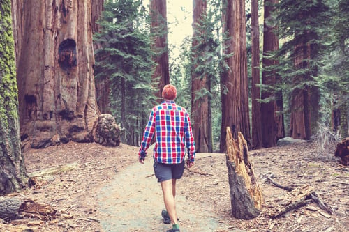 Preview: Sequoia