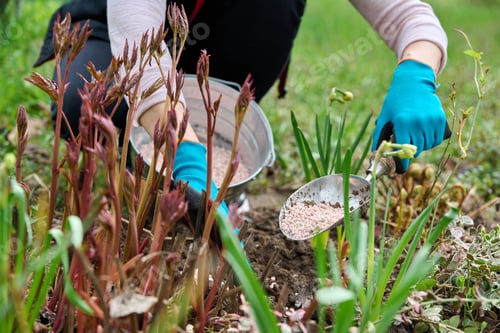 Preview: Spring work on flower bed in garden, in backyard, fertilizer
