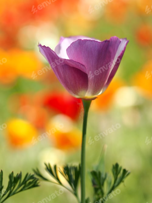 Preview: Wonderful poppies