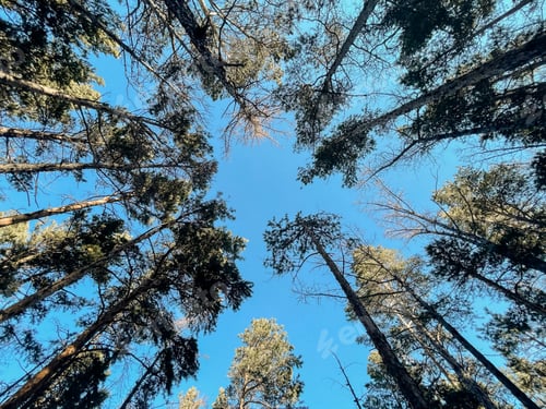 Preview: Trees on the shore of Lake Baikal, Russia.