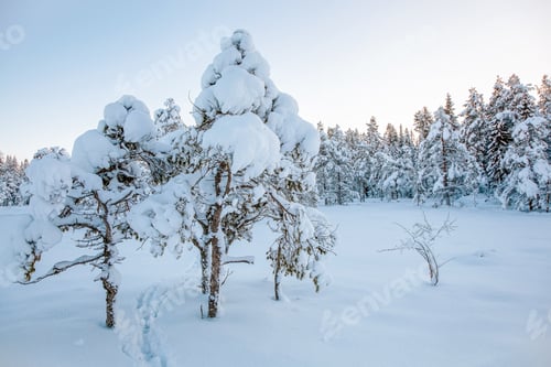 Preview: beautiful winter landscape snow tree
