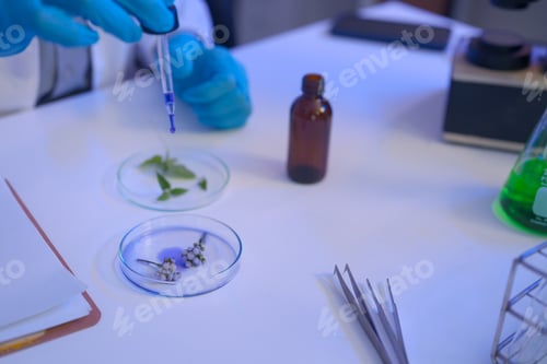 Preview: Scientist uses a dropper to apply a liquid sample to botanical specimens, combining chemical testing