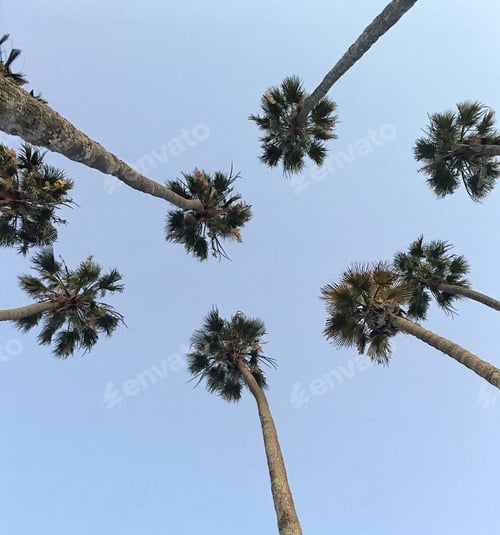 Preview: Palm trees looking to the sky