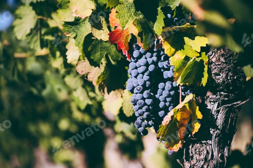 Grape Vine with Ripe Grapes on Sunny Day