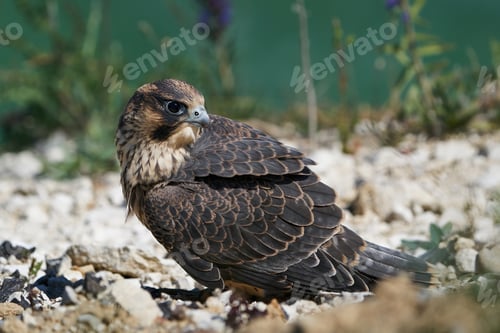 Preview: Peregrine falcon (Falco peregrinus)