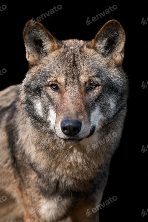 Preview: Close up portrait of a grey wolf (Canis Lupus)