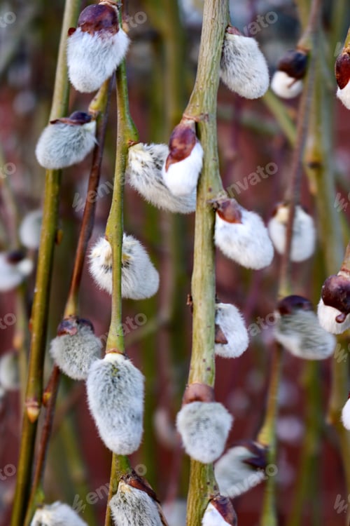 Preview: Willow twigs