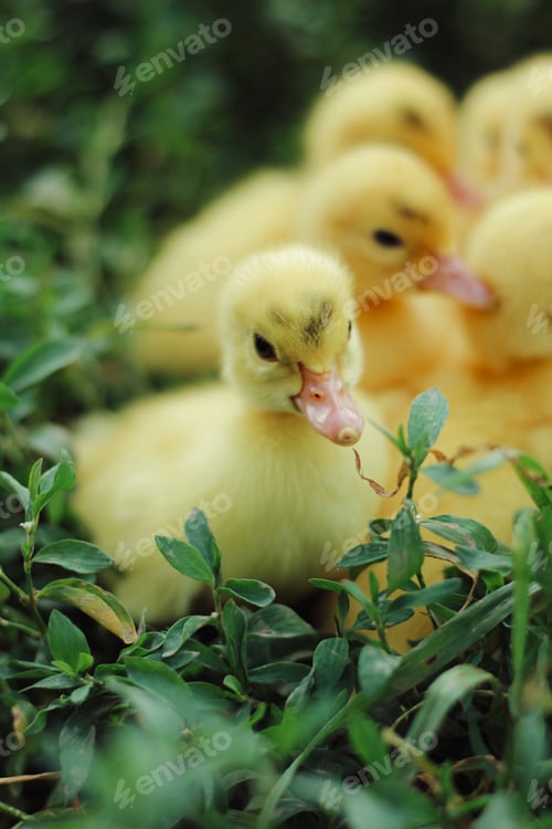 Preview: Yellow ducklings