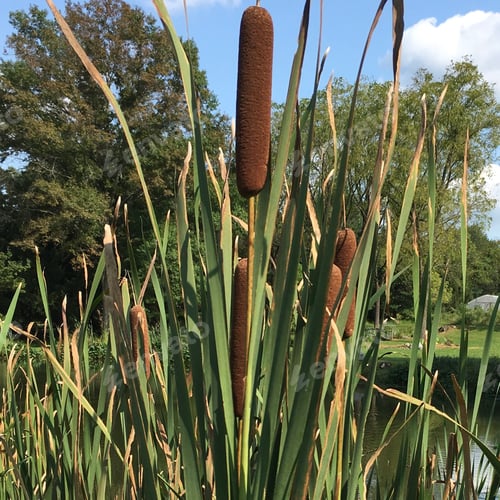 Preview: Cattails in the pond