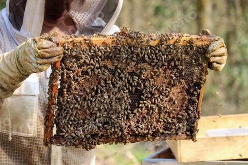 Preview: Close-up of bees. A beekeeper at work in his apiary.