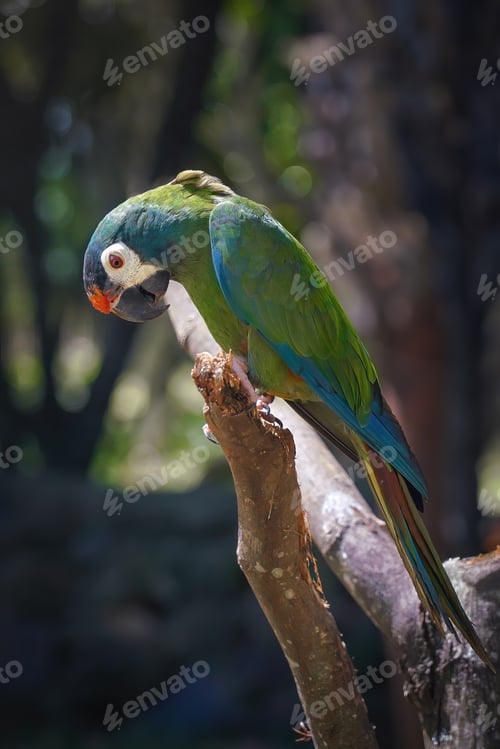 Preview: Blue-winged Macaw Parrot (Primolius maracana)