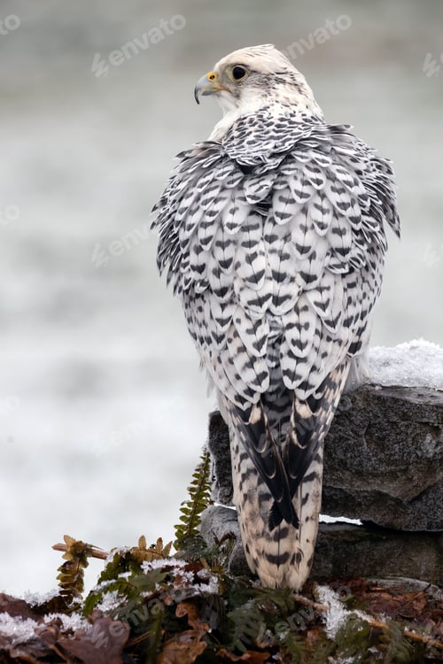 Preview: Majestic white gyr falcon perched upon a branch