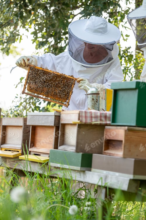 Preview: Couple male and female tending to bee hive at the bottom of garden for honey. Inspecting the hive