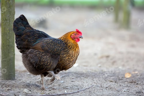 Preview: Hen on the farm