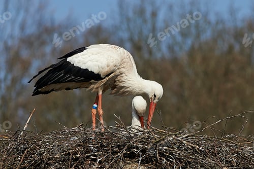 Preview: White stork (Ciconia ciconia)