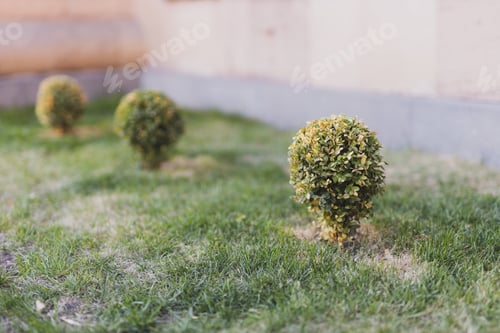 Preview: Grass flower bed with little green bushes. Originally floristic decorated entrance group of a