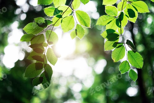 Preview: Closeup nature view of green beech leaf on spring twigs