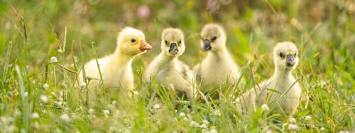 Preview: gosling goose or duck family in spring, small baby bird animal in wild nature, group of young cute