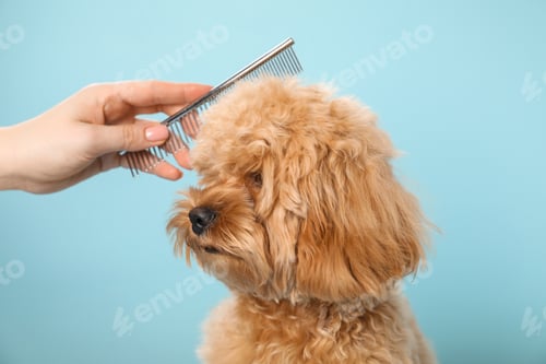 Preview: Groomer combing cute dog's hair on light blue background, closeup