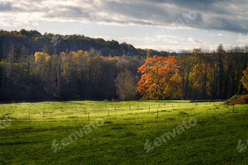 Preview: Reddish autumn foliage of an oak tree lit by the morning sun