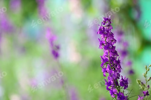 Vorschau: Schöne Frühlingsblume im Garten an sonnigen Tagen. Platz für Text