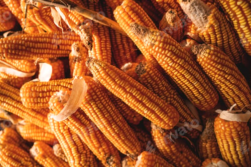 Preview: A pile of corn is shown in various stages of ripeness