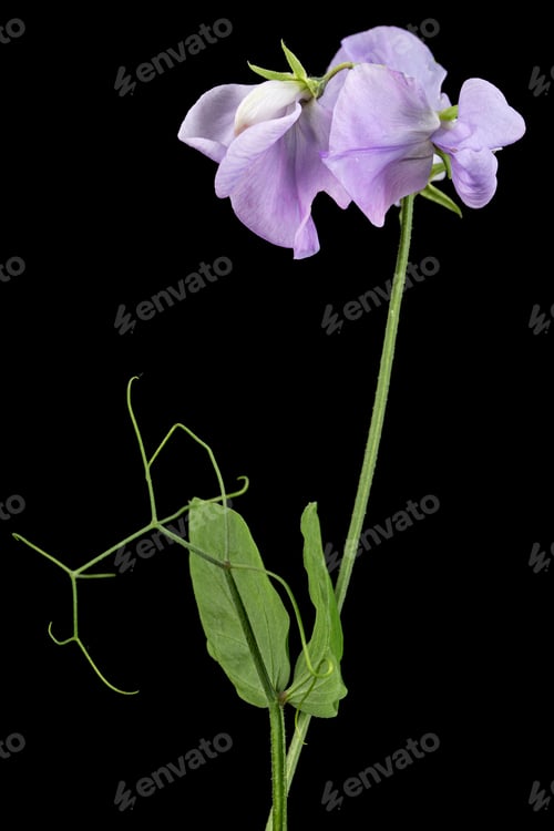 Preview: Flowers of sweet pea, isolated on black background