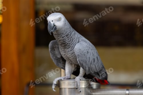 Preview: African grey parrot at outdoor