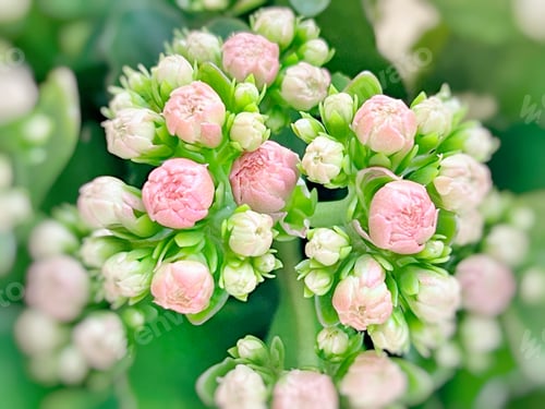 Preview: Flowers