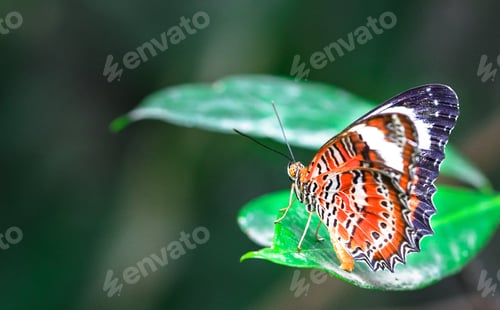 Preview: Orange Lacewing Butterfly on a Leaf