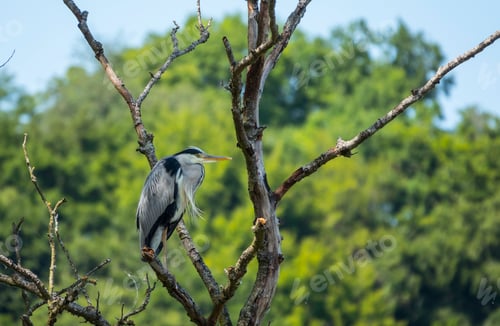 Preview: great heron sitting in a tree in luxembourg