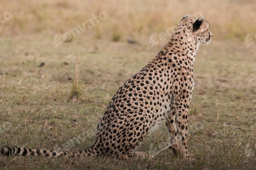 Preview: Cheetah Wildlife Wild Animas Maasai Mara National Game Reserve Kenya