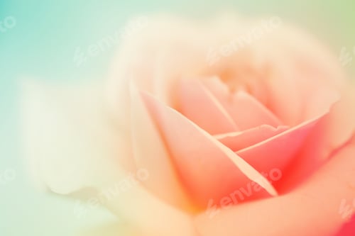Preview: Vivid Color Rose In Soft Color And Blur Style