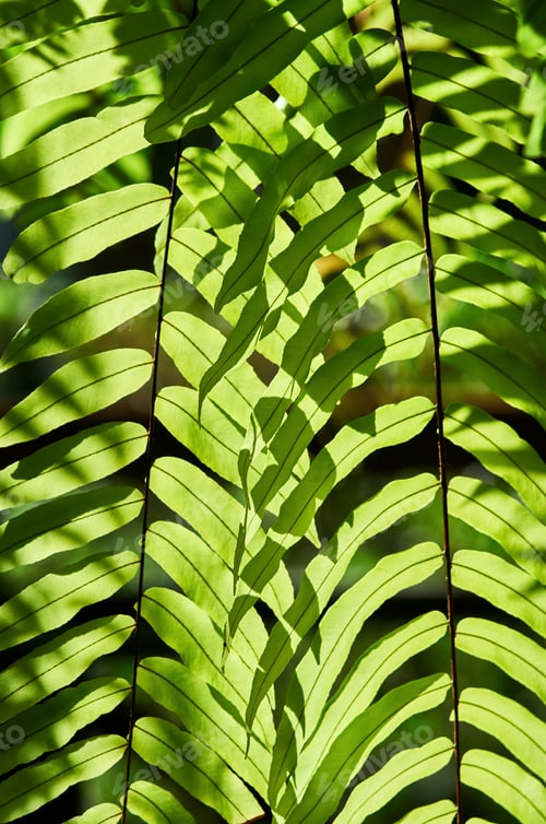 Preview: Sunlight on the fern leaves