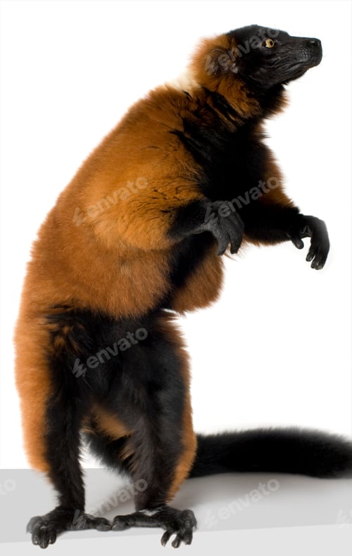 Preview: Red Ruffed Lemur