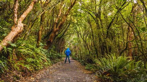 Preview: Scenic view of a person in a blue coat standing on a trail in a green forest in Catlins, New Zealand