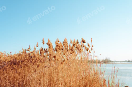 Preview: A tranquil winter sunset lake with reed flowers are in bloom.