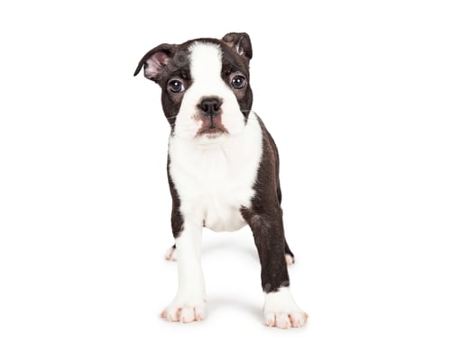 Preview: Scared Boston Terrier Puppy Standing