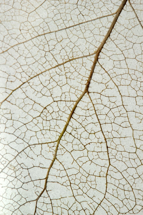 Preview: Macro shot of leaf vein skeleton. Abstract texture background.