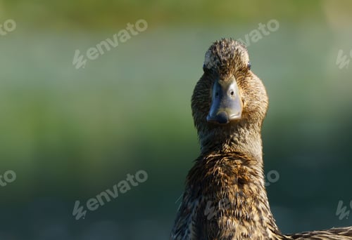 Preview: Portrait of a Mallard Duck