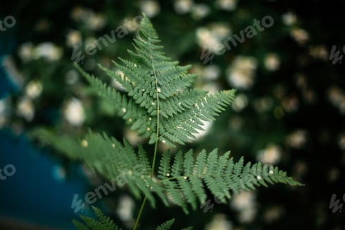Preview: beautiful green fern leaf in focus
