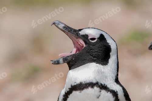Preview: African Penguins