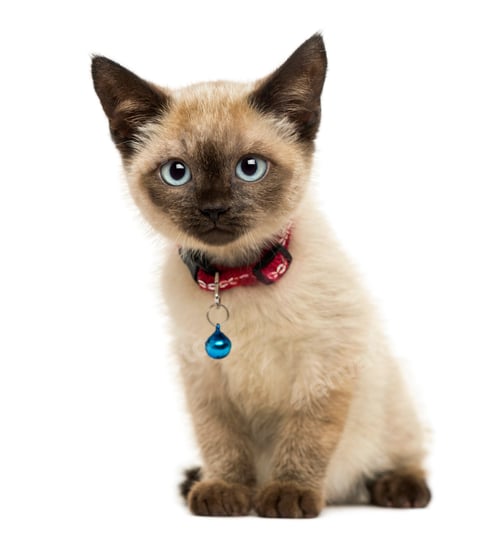 Preview: American Polydactyl kitten sitting, looking at the camera,3 months old, isolated on white