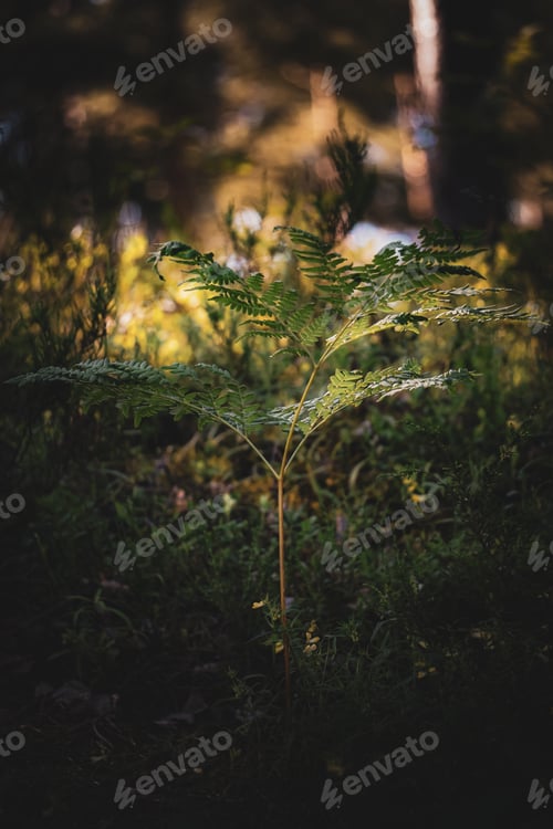 Preview: Beautiful ferns leaves green foliage. Close up of beautiful growing ferns in the forest