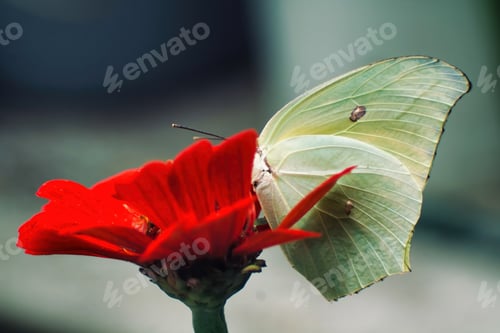 Preview: Butterflies and moths gracefully pollinate flowers