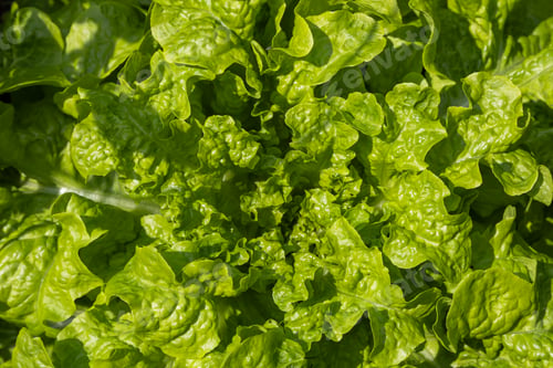 Preview: Fresh green lettuce leaves growing in garden