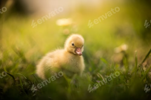 Preview: Selective focus of a cute, little yellow baby duck on the grass