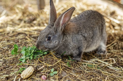 Preview: Rabbit enjoys fresh greens in a cozy farm setting on a sunny day. Agritourism.