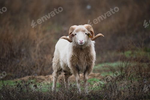 Preview: Closeup of sheep with horns looking at camera