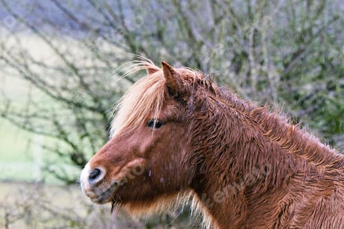 Preview: Wet pony with lush mane on a rainy day.